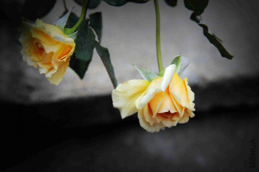DSC_2871_����.jpg