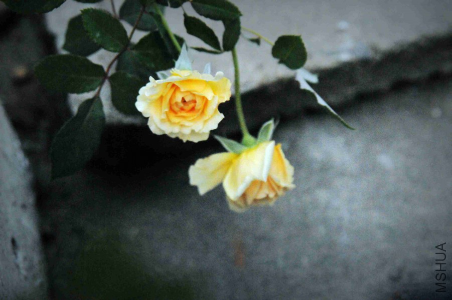 DSC_2866_����.jpg