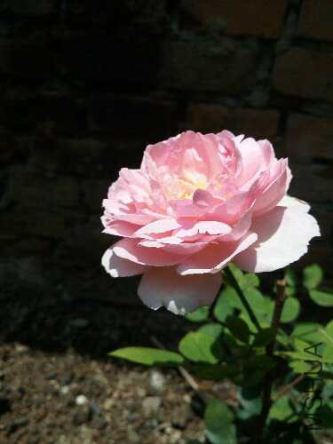 IMG_20150701_125715.jpg