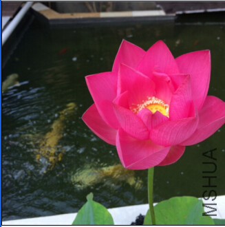 QQ��ͼ20150713152150.jpg