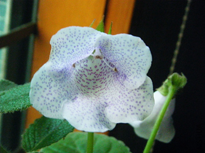 DSCF1329_����.jpg