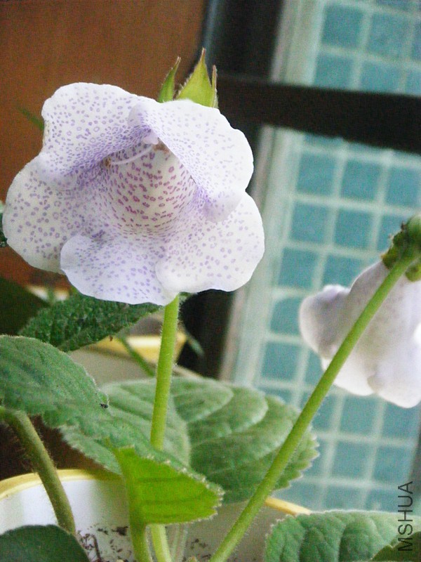 DSCF1330_����.jpg