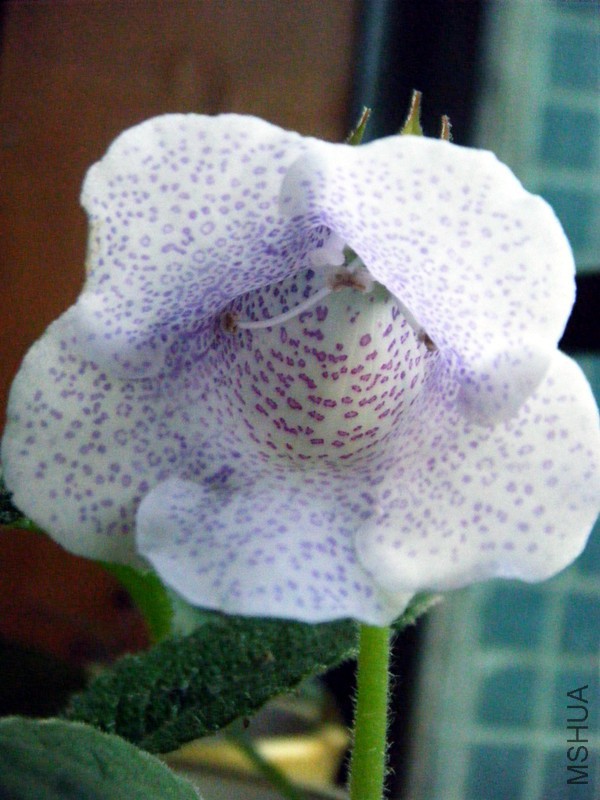 DSCF1331_����.jpg
