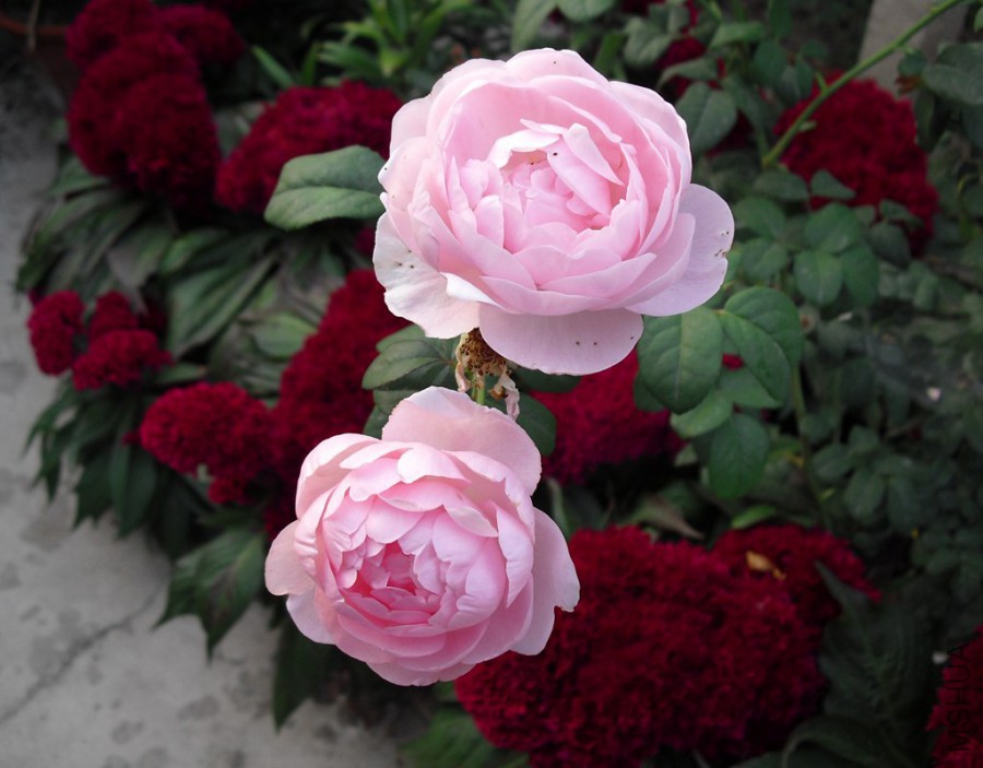 ���겻����ȥ��Ȩ��