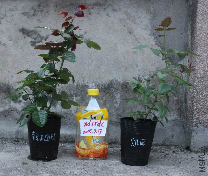 001.jpg