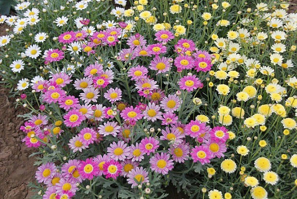 _MG_9146.JPG