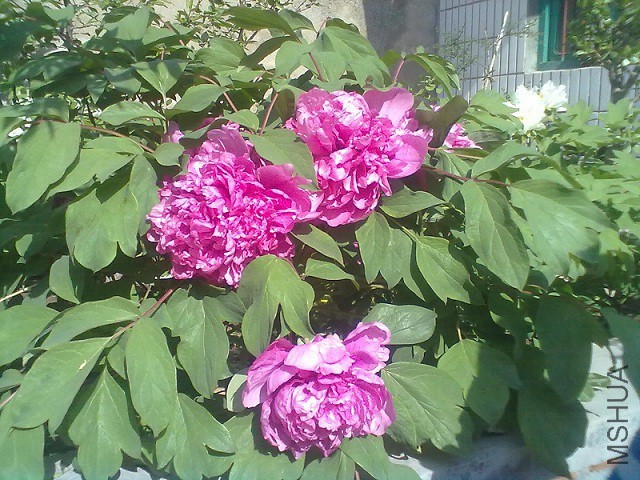20130425231.jpg