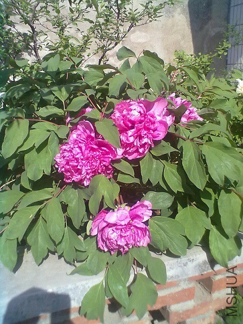 20130425234.jpg