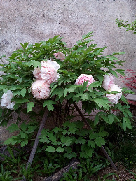 IMG_20150416_181356.jpg