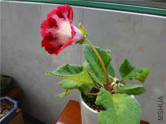 DSC06753_����.jpg
