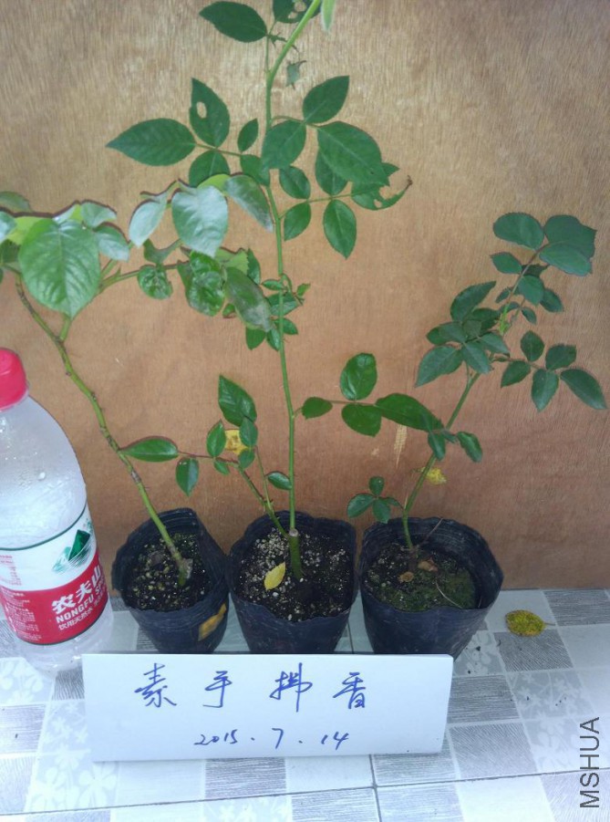 ������ ������֬ �췽ҹ̷