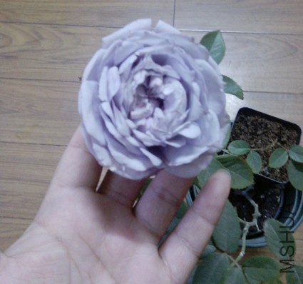 �����������ǩ������һ����