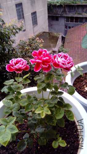 IMG_20150710_075355.jpg
