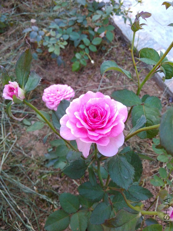 IMG_20150714_184550.jpg