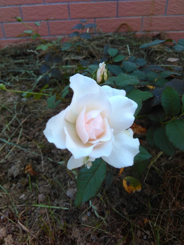 IMG_20150714_184626.jpg