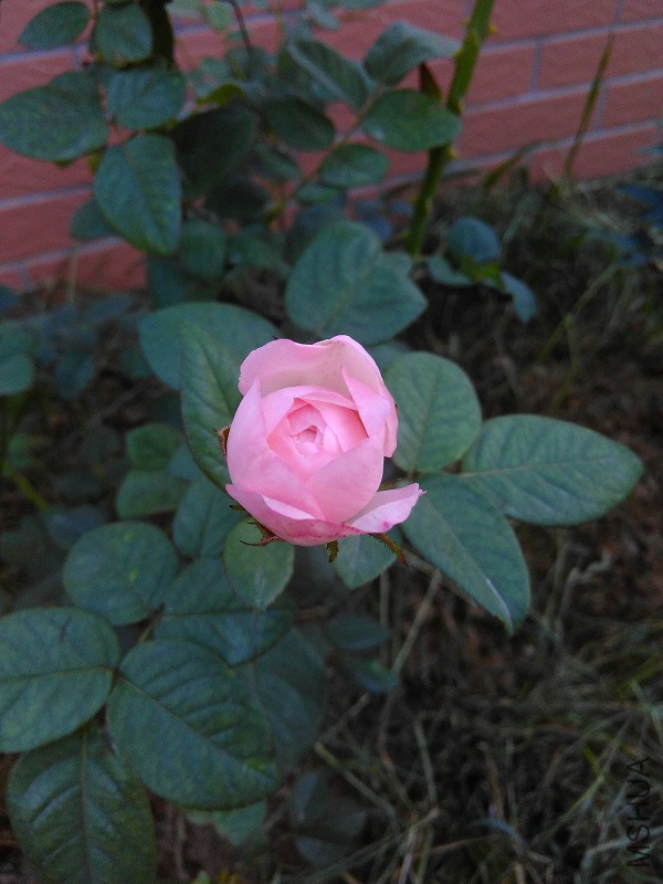 IMG_20150714_184656.jpg