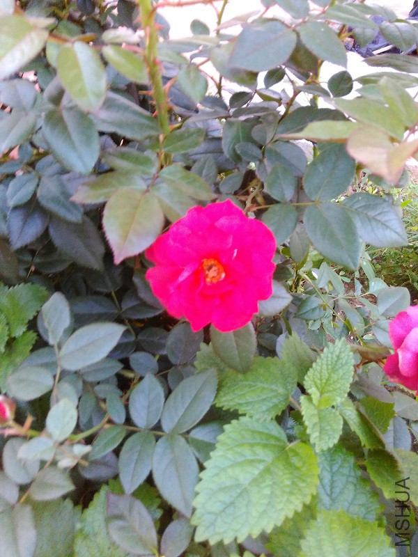 IMG_20150714_184937.jpg
