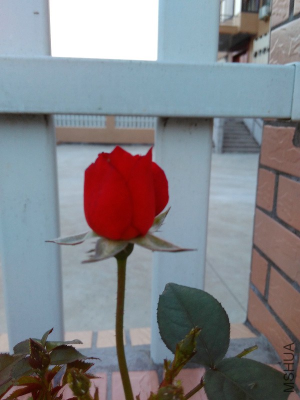 IMG_20150714_184958.jpg