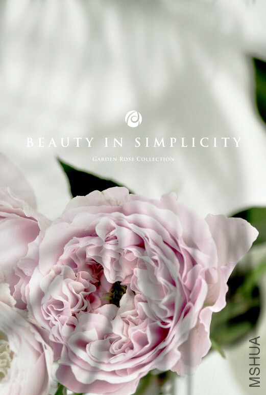 s16.jpg