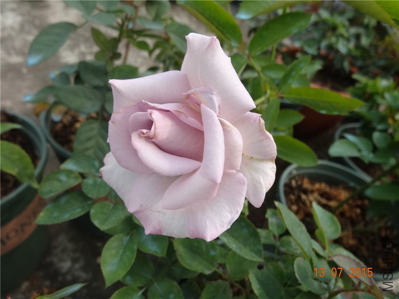DSC01440.jpg