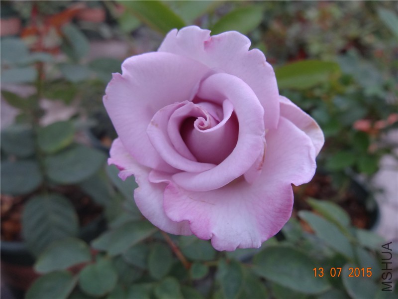 DSC01356.jpg
