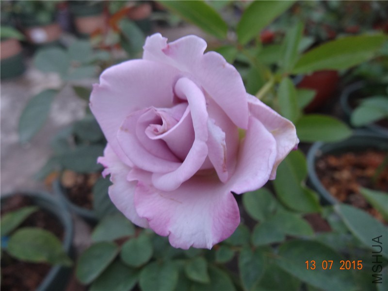 DSC01359.jpg