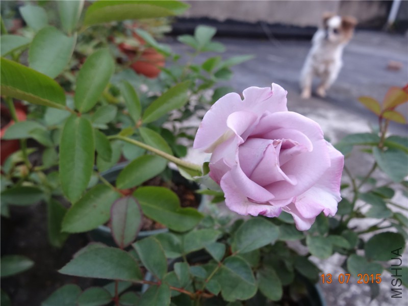 DSC01357.jpg