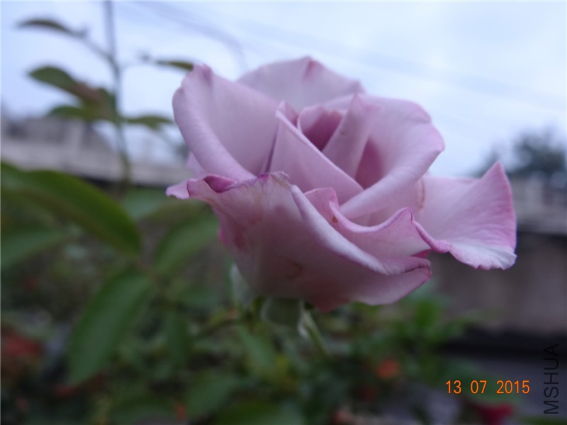 DSC01361.jpg