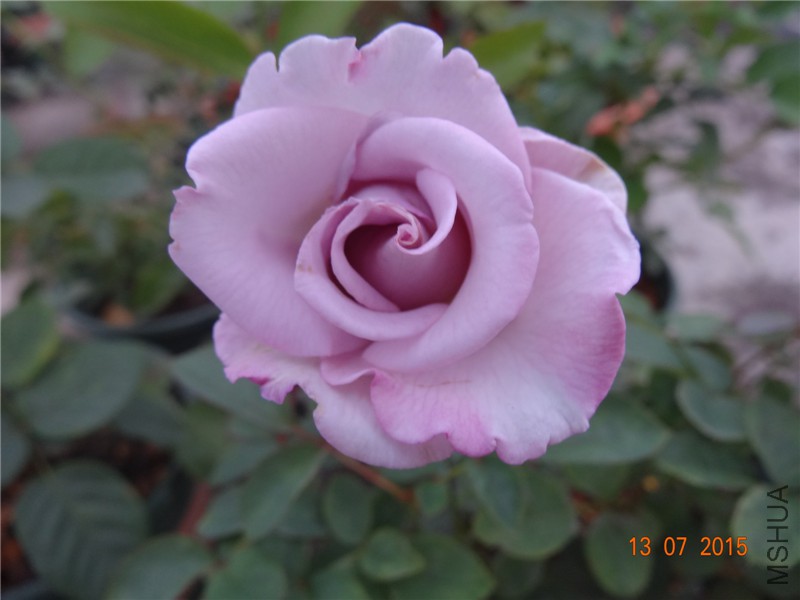 DSC01360.jpg