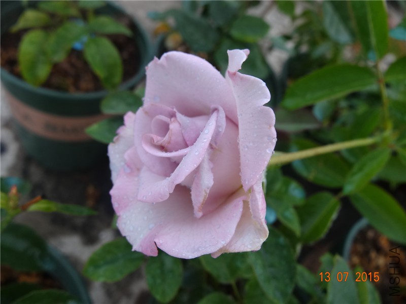 DSC01410.jpg