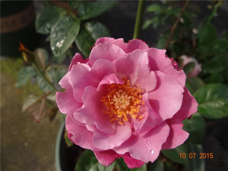 DSC01160.jpg