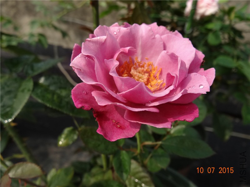 DSC01161.jpg