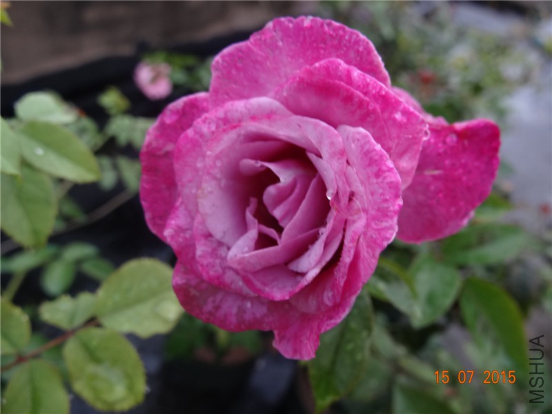 DSC01546.jpg