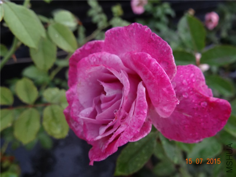 DSC01547.jpg