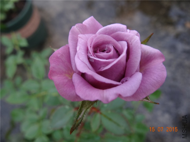 DSC01557.jpg