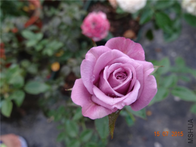 DSC01556.jpg