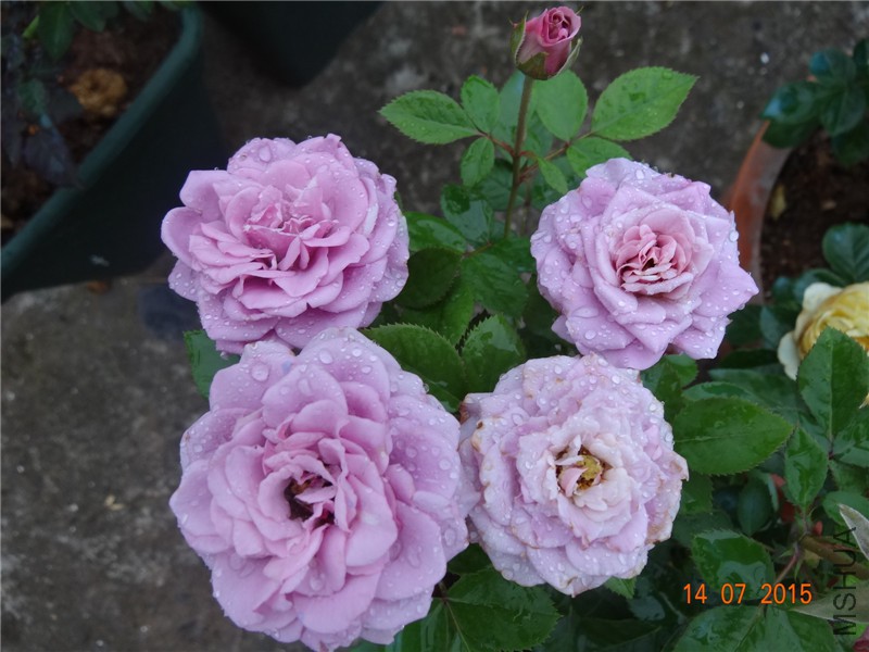 DSC01513.jpg