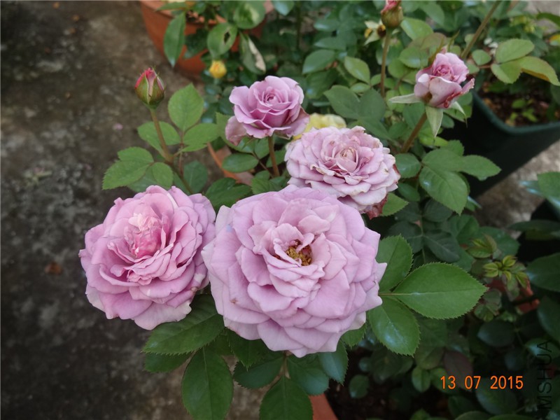 DSC01460.jpg