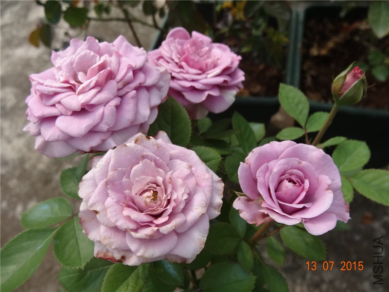 DSC01464.jpg