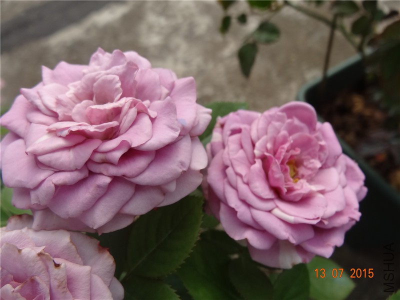 DSC01469.jpg
