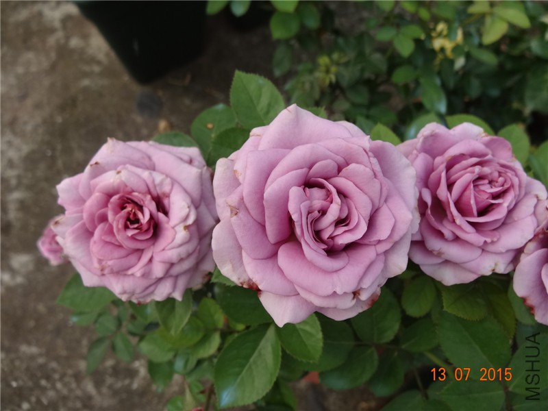 DSC01470.jpg