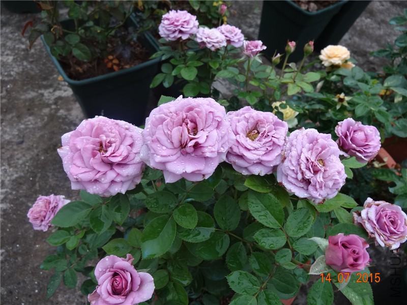DSC01511.jpg
