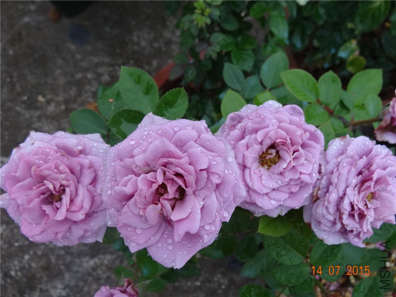 DSC01512.jpg