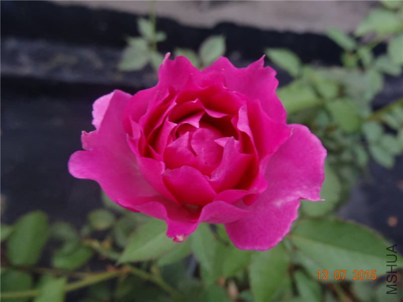 DSC01389.jpg
