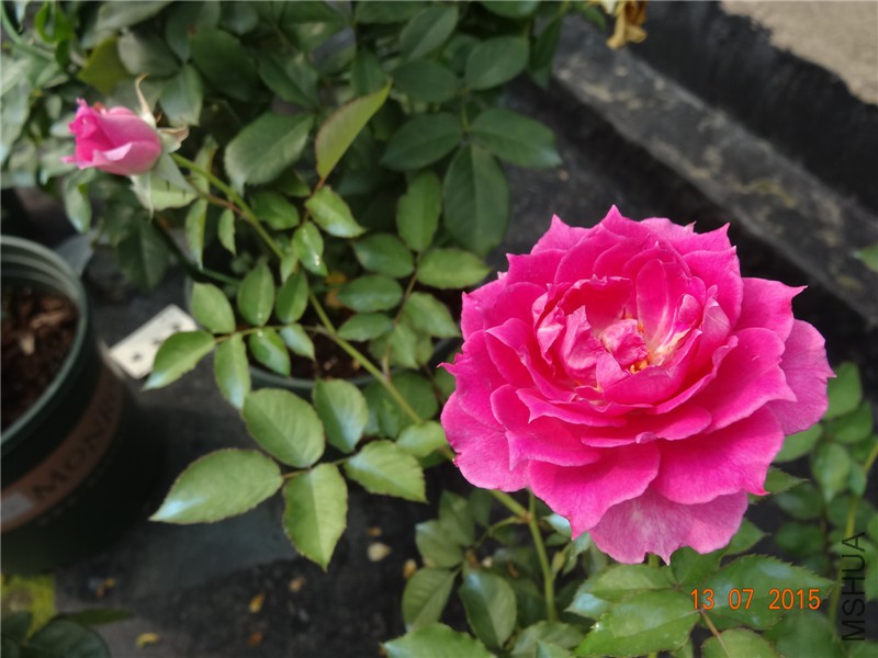 DSC01451.jpg