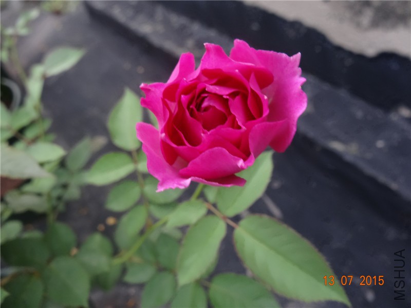 DSC01391.jpg