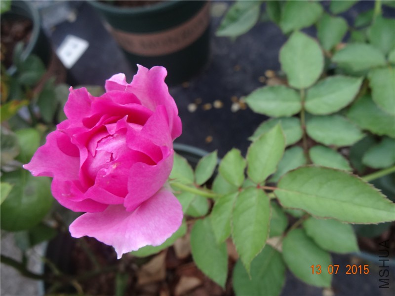 DSC01390.jpg