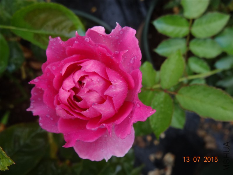 DSC01413.jpg