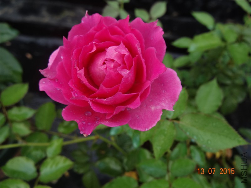 DSC01414.jpg