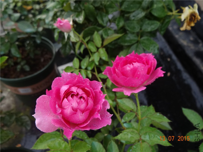 DSC01416.jpg